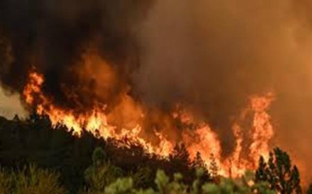 حرائق الغابات تسبب تلوثاً هوائياً أعلى بكثير مما كنا نعتقد