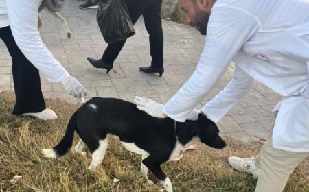 الزراعة تعلن تحصين 1.7 مليون رأس ماشية ضد الحمى القلاعية مع بدء حملات تحصين الكلاب