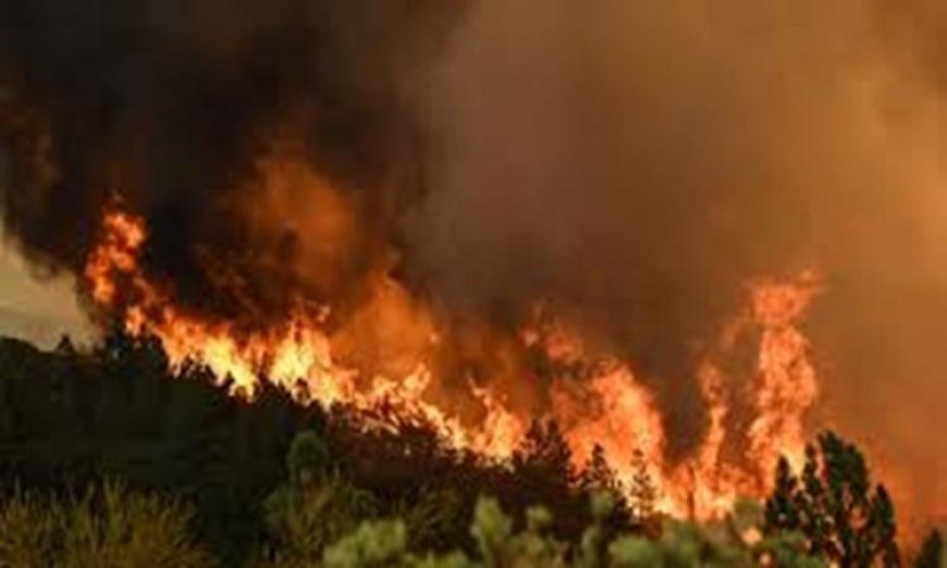 حرائق الغابات تسبب تلوثاً هوائياً أعلى بكثير مما كنا نعتقد