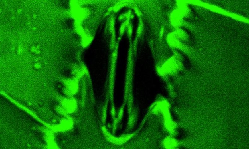 اكتشاف علمي مذهل يسمح للعلماء برؤية عملية تنفس النباتات في الوقت الحقيقي