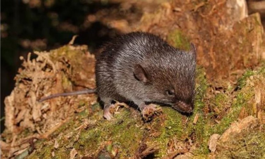 اكتشاف مثير لقوارض جديدة في جبال الأنديز البيروفية