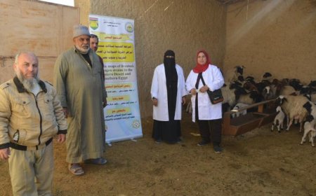 بحوث الصحراء تعزز التنمية الزراعية المستدامة في المناطق الصحراوية بجهود مكثفة