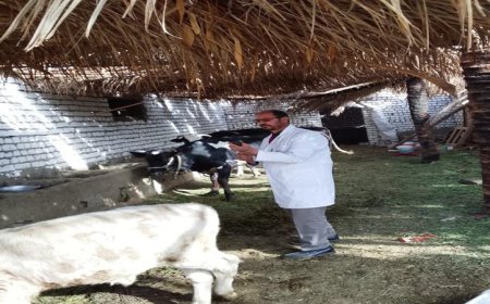 تحصين 63977 رأس ماشية في المنيا لحماية الثروة الحيوانية
