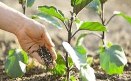 تقنيات التسميد الذكي تتكيف مع احتياجات التربة في الوقت الحقيقي