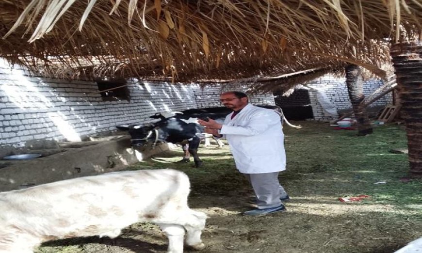 تحصين 63977 رأس ماشية في المنيا لحماية الثروة الحيوانية