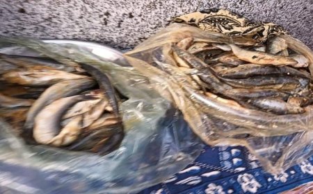 تحرير 214 محضر تمويني وضبط 160 كجم من الأسماك الفاسدة في المنوفية