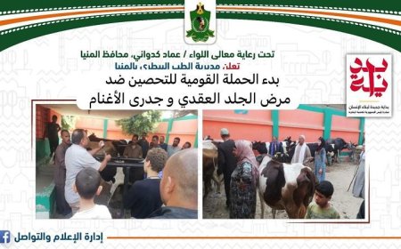 محافظ المنيا يطلق الحملة القومية لتحصين المواشي ضد الجلد العقدي وجدري الأغنام
