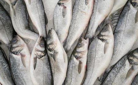 نجاح تاريخي في مصر بتفريخ أسماك البوري صناعيا للمرة الأولى حسب القومي للبحار