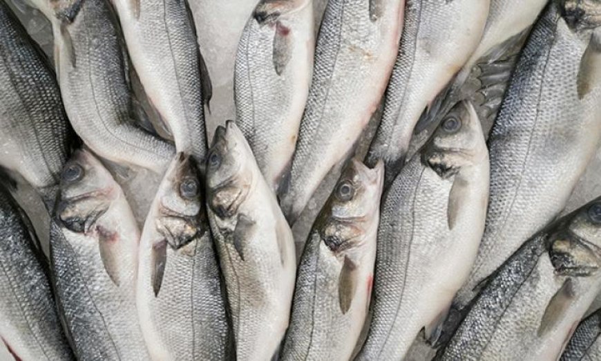 نجاح تاريخي في مصر بتفريخ أسماك البوري صناعيا للمرة الأولى حسب القومي للبحار