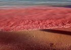 محميات البحر الأحمر تفسر سر ظهور اللون الأحمر على الشواطئ العلمية