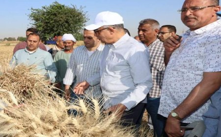 محافظ المنيا يعلن عن زراعة 232 ألف فدان من القمح وتحقيق نمو ملحوظ يفوق التوقعات