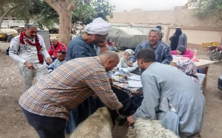 تسليم 298 رأس أغنام للمستفيدين من الطب البيطري بسوهاج في قرى المراغة وساقلتة