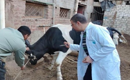 تحصين أكثر من 20 ألف رأس من الماشية في سوهاج لتعزيز الثروة الحيوانية