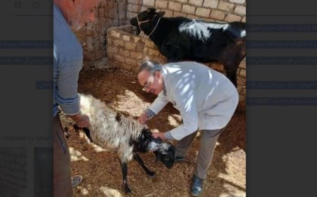 وزارة الزراعة تحصن 2.1 مليون رأس ماشية لحمايتها من الجلد العقدي وجدري الأغنام