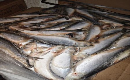 محافظ المنوفية يكشف عن ضبط أكثر من 3 أطنان من الأسماك المملحة الفاسدة غير الصالحة للاستهلاك الآدمي