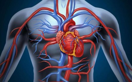 أمراض القلب والأوعية الدموية تتصدر قائمة أسباب الوفاة في أوروبا