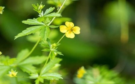 اكتشاف زهرة برية غنية بمركبات فعالة ضد البكتيريا المقاومة للمضادات الحيوية