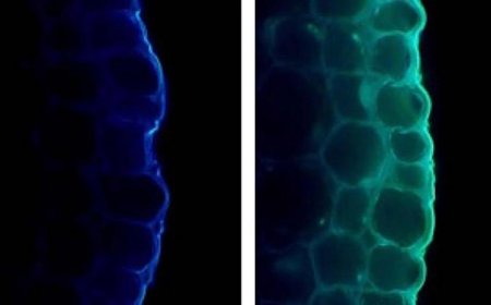 الضوء يعزز صحة النبات ولكن يعيق نموه بطرق غير ظاهرة