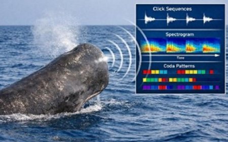 دراسة جديدة تكشف عن أنماط صوتية تشبه الحوار البشري في عالم الحيتان