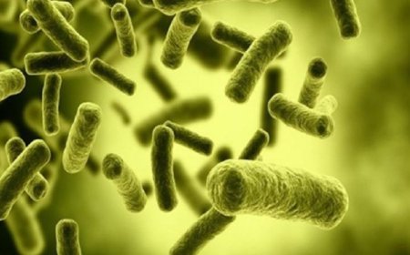 دراسة جديدة تبرز العلاقة بين بكتيريا الأمعاء وزيادة أداء العضلات