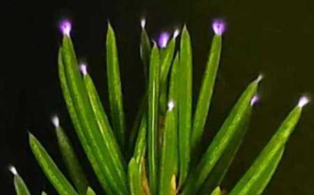 رصد العلماء أشجارا تتلألأ بالكهرباء خلال العواصف للمرة الأولى