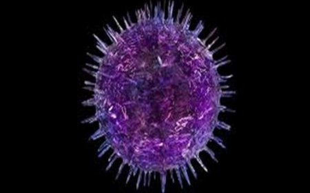تطوير أجسام مضادة فعالة لوقف فيروس السرطان الذي يصيب 95% من البشر