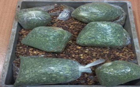 جمارك مطار القاهرة تضبط راكبًا يحمل 3.5 كيلو من مخدر القات