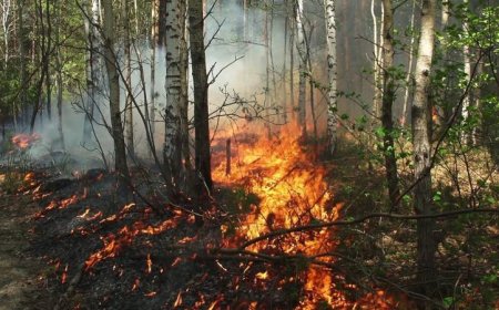 حرائق الغابات في ولاية جورجيا الأمريكية تدمر 120 منزلا وتستمر في تهديد السكان