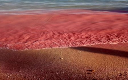 محميات البحر الأحمر تفسر سر ظهور اللون الأحمر على الشواطئ العلمية