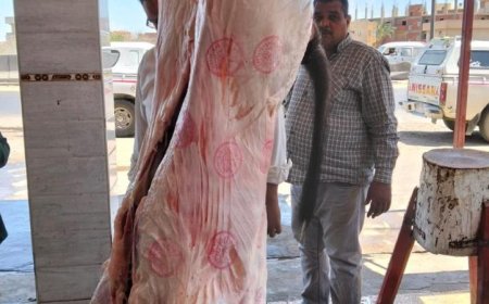 حملات رقابية شاملة في المحافظات لمكافحة ذبح البتلو خارج المجازر