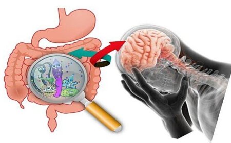 اكتشاف هارفارد الجديد يكشف عن علاقة مثيرة بين بكتيريا الأمعاء والاكتئاب من خلال آلية التهاب سرية