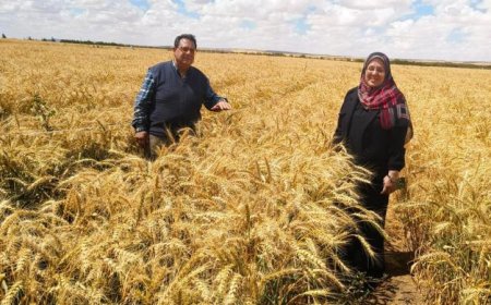 بحوث الصحراء تحقق إنجازا علميا ي boost إنتاجية القمح في الأراضي الملوحة