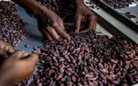 انخفاض أسعار الكاكاو عالميا نتيجة زيادة المعروض وتراجع الطلب على الشوكولاتة