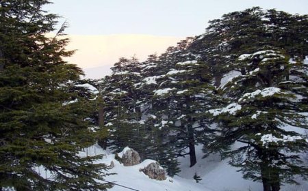 شجرة الأرز اللبناني رمز القوة والاستمرارية في وجه التحديات