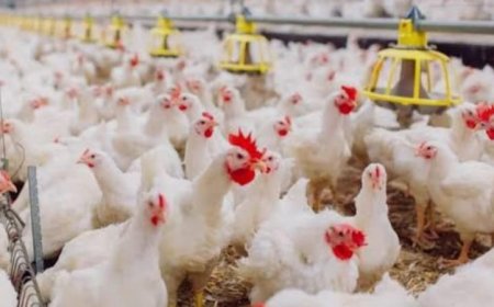 اتحاد منتجي الدواجن يحتفي بتخفيض 20% على رسوم الشحن الجوي لتعزيز الصادرات وفتح الأسواق الجديدة