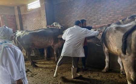 محافظ المنوفية يعلن تحصين أكثر من 37 ألف رأس من الماشية ضد مرض الحمى القلاعية