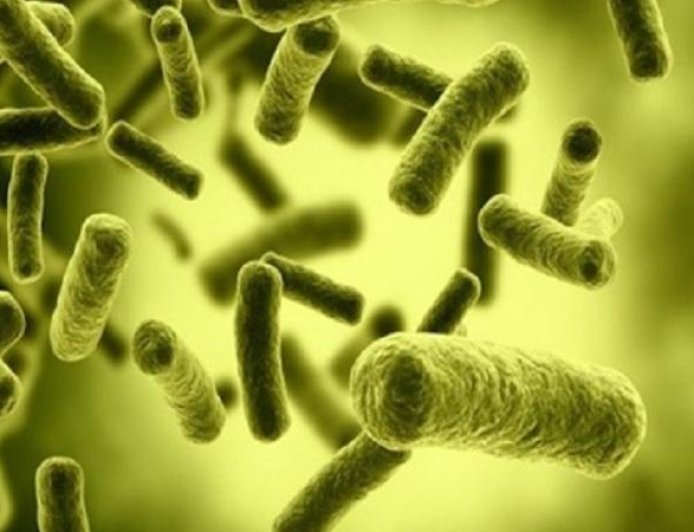 دراسة جديدة تبرز العلاقة بين بكتيريا الأمعاء وزيادة أداء العضلات