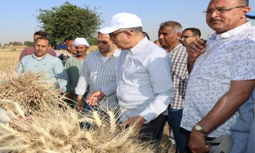 محافظ المنيا يعلن عن زراعة 232 ألف فدان من القمح وتحقيق نمو ملحوظ يفوق التوقعات