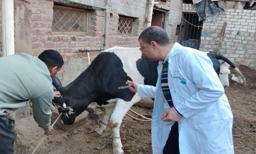 تحصين أكثر من 20 ألف رأس من الماشية في سوهاج لتعزيز الثروة الحيوانية