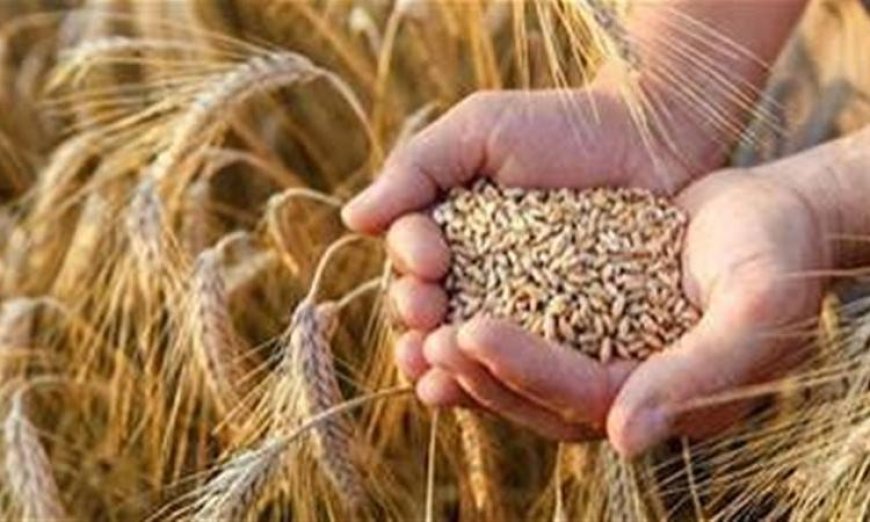 رفع سعر القمح المحلي إلى 2500 جنيه للأردب يعزز إمدادات الحبوب في السوق المصرية