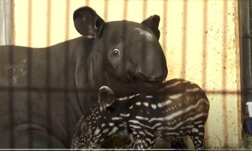 حديقة حيوانات ألمانية تحتفي بميلاد تابير ماليزي نادر وتسلط الضوء على جهود الحفاظ على الأنواع المهددة