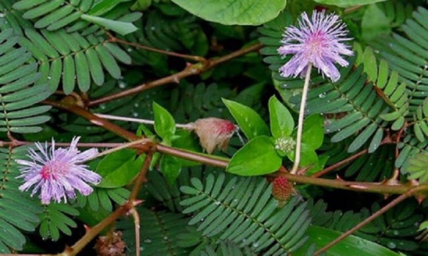 نبات ميموزا بوديكا يظهر قدرة مذهلة على رصد التغيرات البيئية