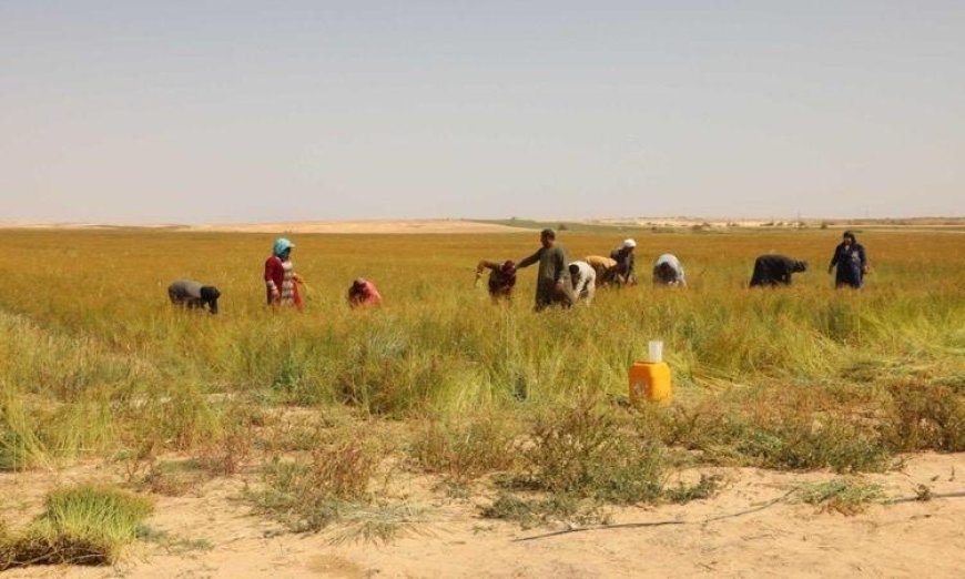 محافظ المنيا يحتفل بحصاد 600 فدان من الكتان في قرية بلنصورة