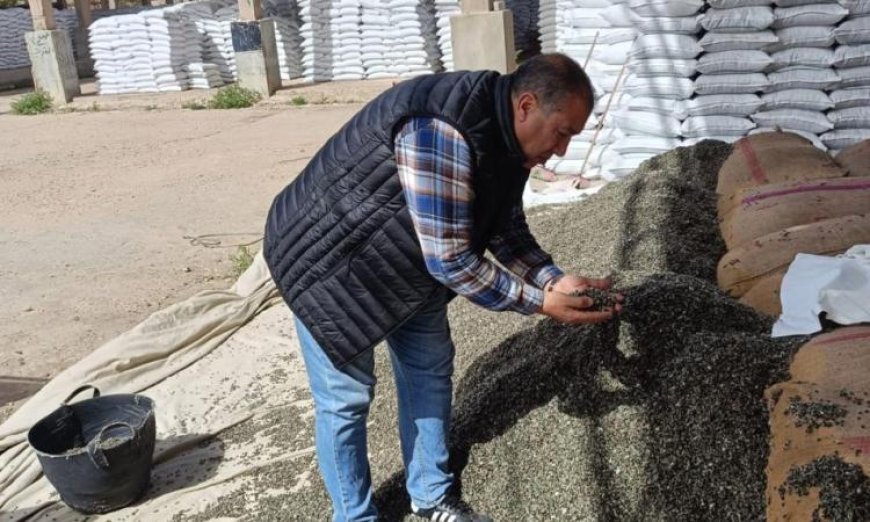 وزارة الزراعة تستعد لتوزيع أكثر من 15 ألف شيكارة قطن من تقاوي المزارع لتعزيز الإنتاج الزراعي