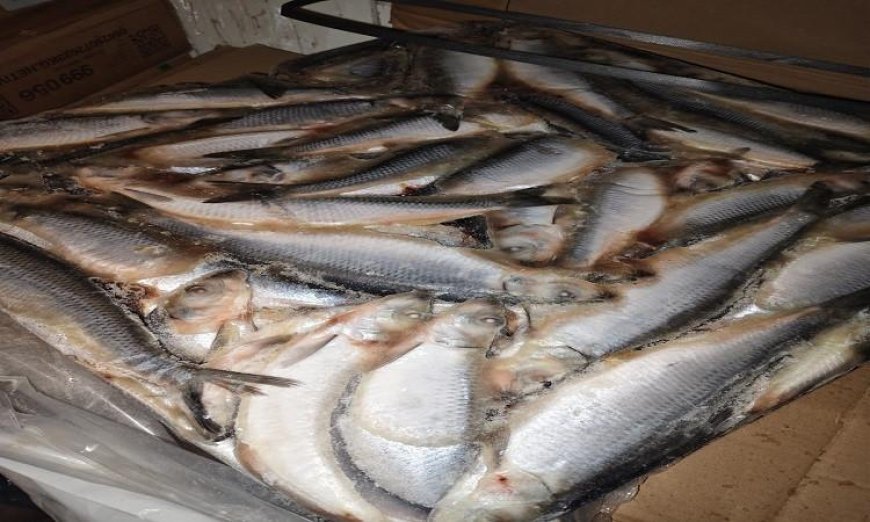 محافظ المنوفية يكشف عن ضبط أكثر من 3 أطنان من الأسماك المملحة الفاسدة غير الصالحة للاستهلاك الآدمي