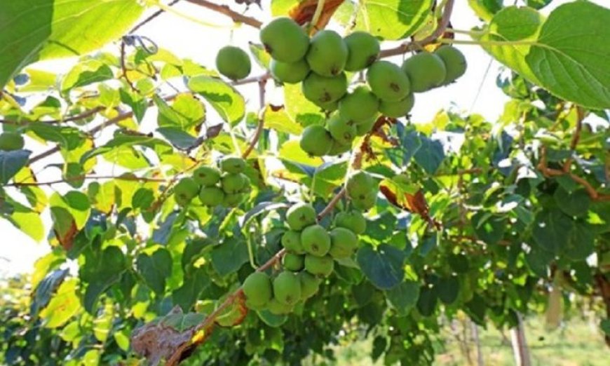 الكيوى اليابانى ثمار خارقة تساهم في الوقاية من سرطان الرئة