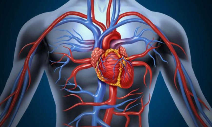 أمراض القلب والأوعية الدموية تتصدر قائمة أسباب الوفاة في أوروبا