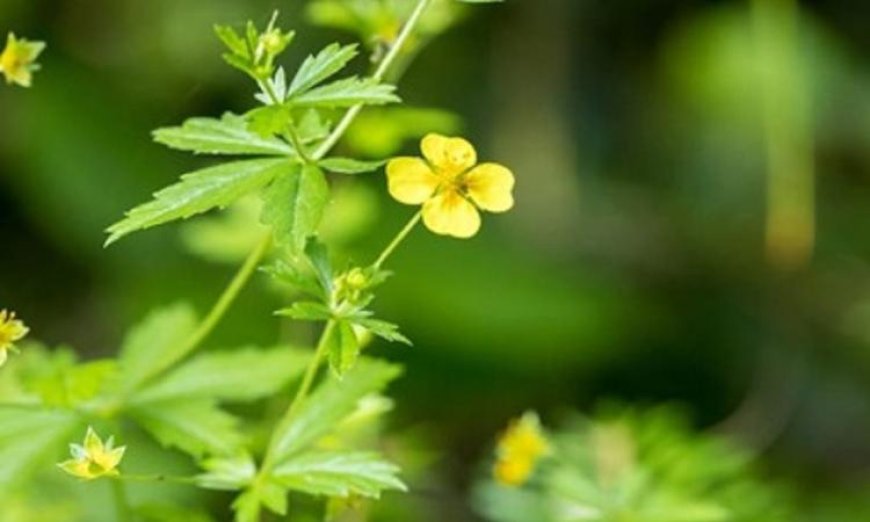 اكتشاف زهرة برية غنية بمركبات فعالة ضد البكتيريا المقاومة للمضادات الحيوية