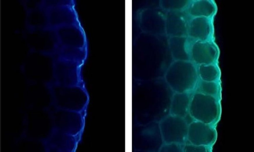 الضوء يعزز صحة النبات ولكن يعيق نموه بطرق غير ظاهرة