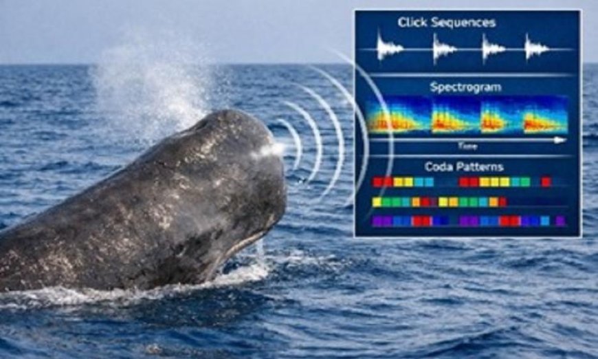 دراسة جديدة تكشف عن أنماط صوتية تشبه الحوار البشري في عالم الحيتان